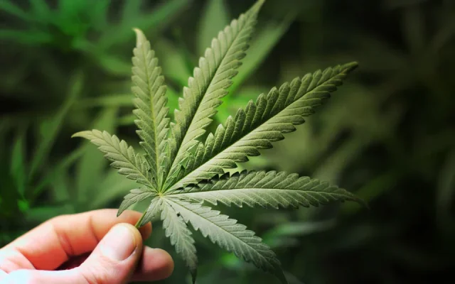 Cannabis - Das Wunderelixier schlecht hin