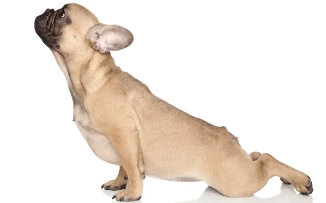 Animal Flow - Das ist der neuste Fitnesstrend